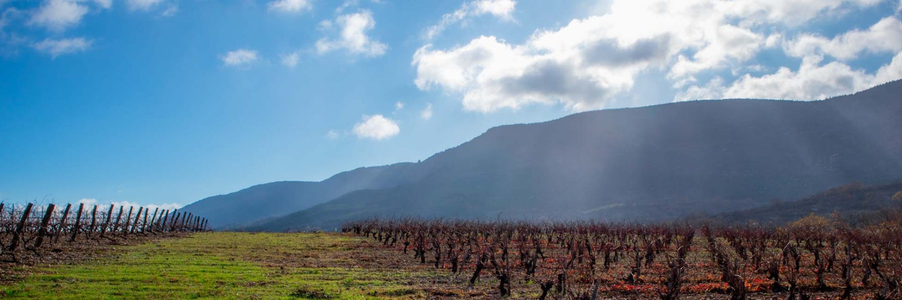 Vignes du Clos Maïa sur les terrasses du Larzac